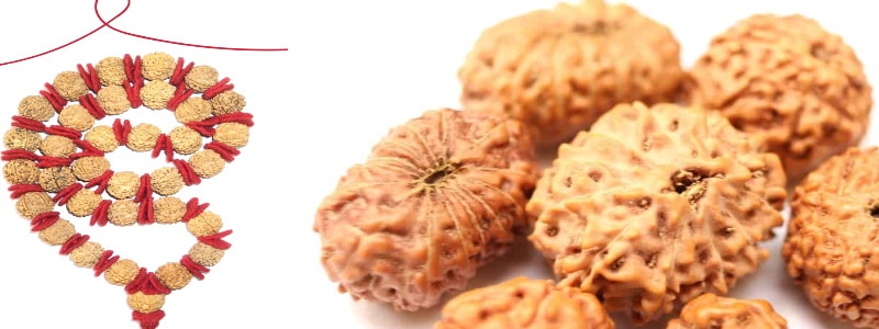 Rudraksha which is pure, genuine and benefitial